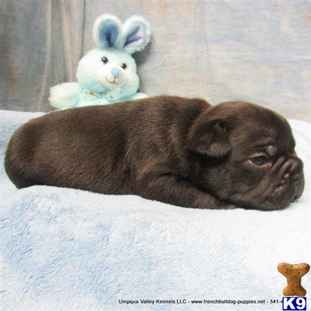 umpquavalleykennels Picture 3